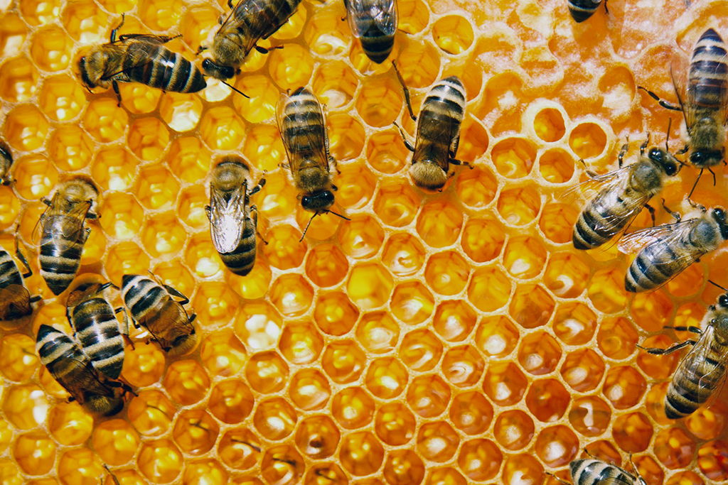 7.exploring-the-production-of-honey